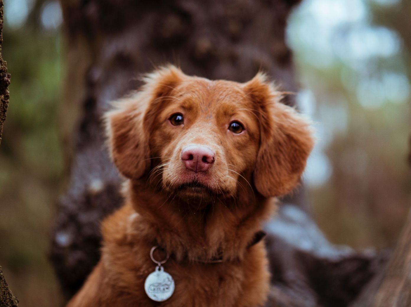 brain-training-for-dogs-review