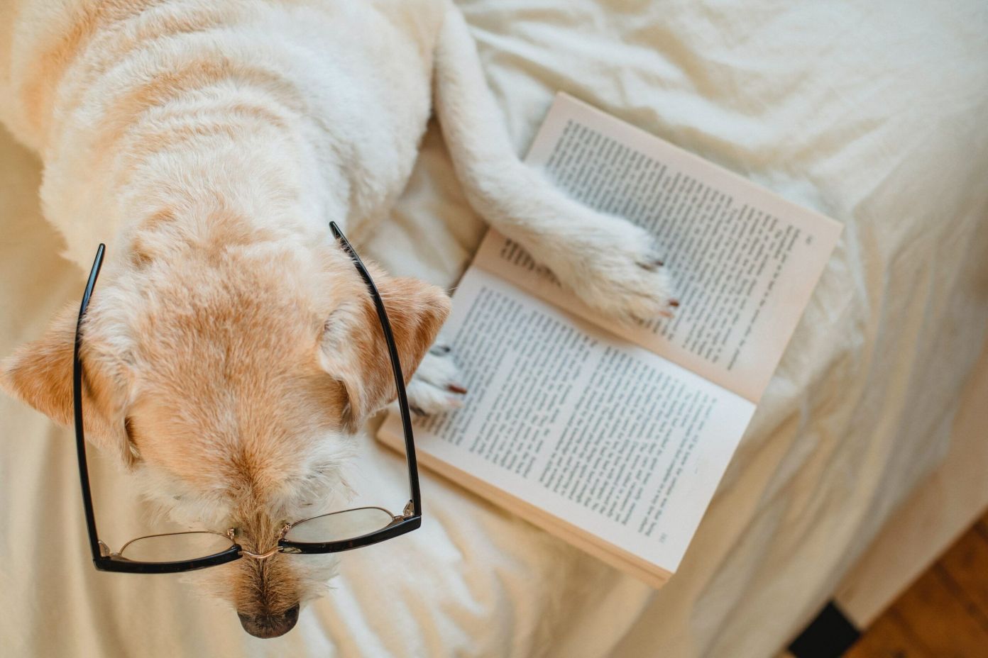 Brain Training For Dogs Review Reddit