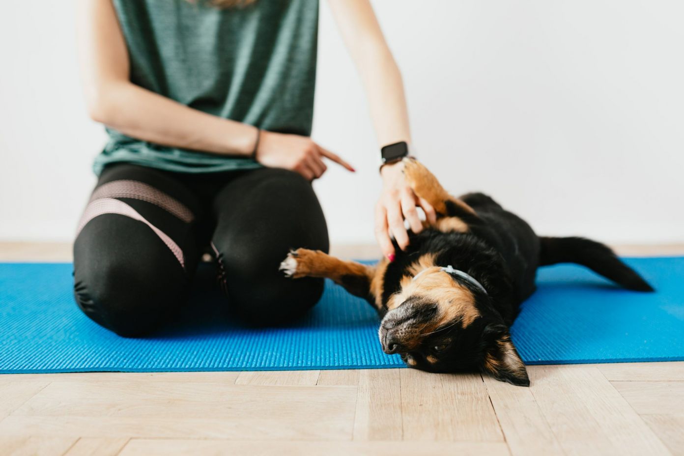 dog-training
