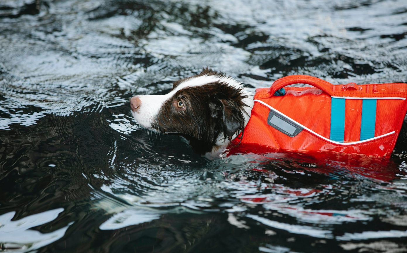 dog-swimming